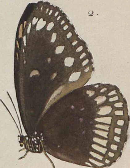 An illustration from (Band 1), 1806, leaf 31