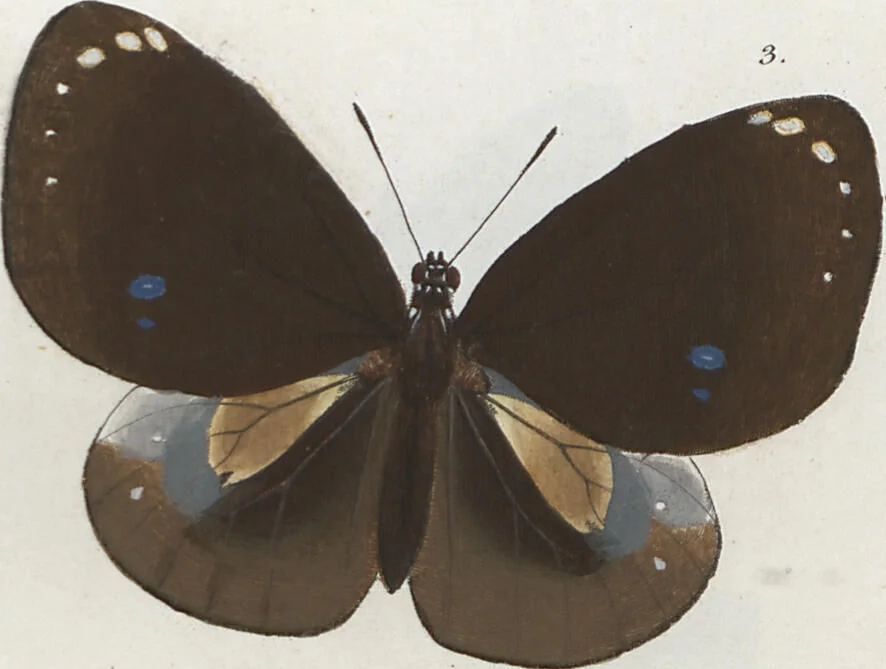 An illustration from (Band 1), 1806, leaf 32