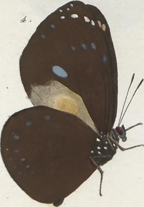 An illustration from (Band 1), 1806, leaf 32