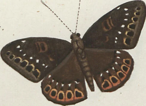 An illustration from (Band 1), 1806, leaf 33
