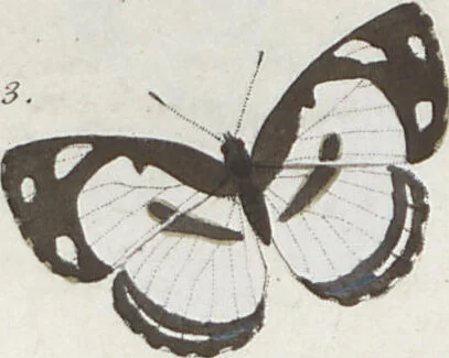 An illustration from (Band 1), 1806, leaf 34