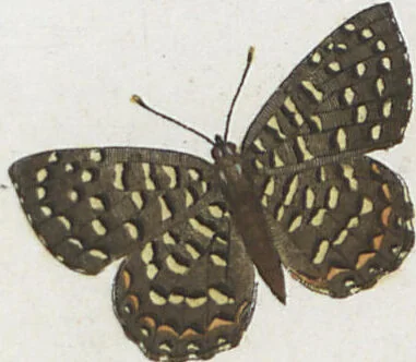 An illustration from (Band 1), 1806, leaf 40