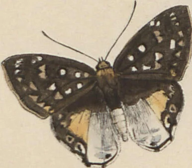 An illustration from (Band 1), 1806, leaf 41