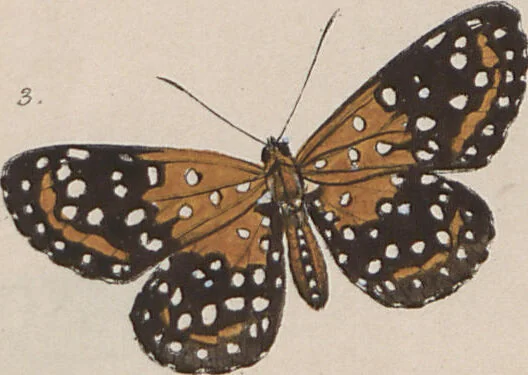 An illustration from (Band 1), 1806, leaf 44