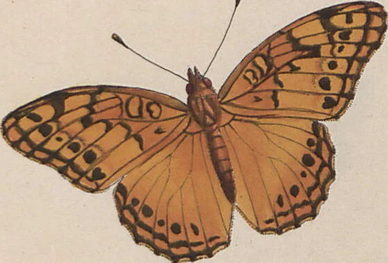 An illustration from (Band 1), 1806, leaf 47
