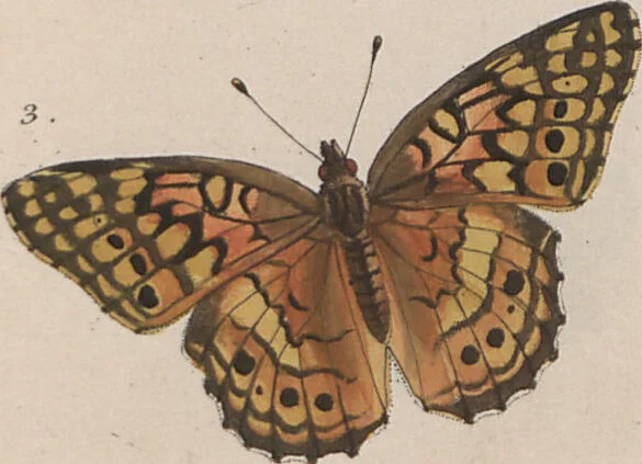 An illustration from (Band 1), 1806, leaf 47