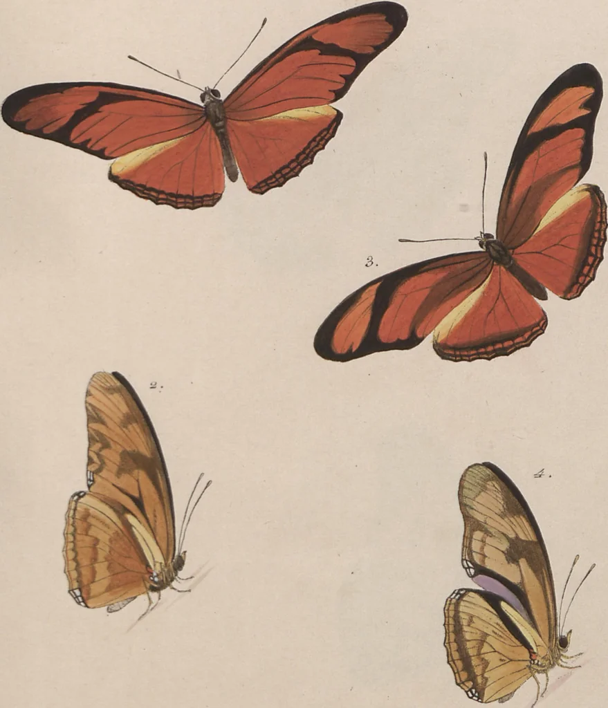 An illustration from (Band 1), 1806, leaf 49