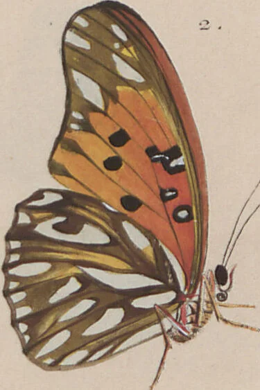 An illustration from (Band 1), 1806, leaf 50