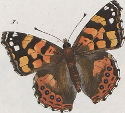 An illustration from (Band 1), 1806, leaf 51