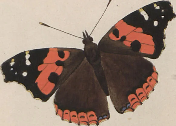 An illustration from (Band 1), 1806, leaf 52