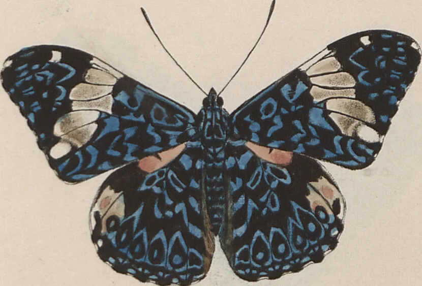 An illustration from (Band 1), 1806, leaf 53