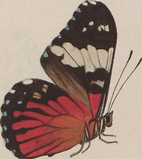 An illustration from (Band 1), 1806, leaf 53