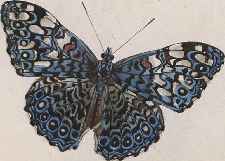 An illustration from (Band 1), 1806, leaf 54