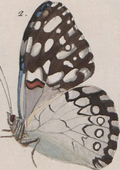 An illustration from (Band 1), 1806, leaf 54