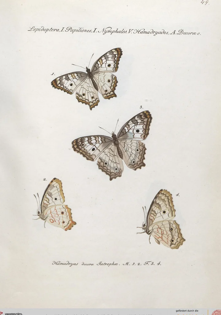 An illustration from (Band 1), 1806, leaf 55