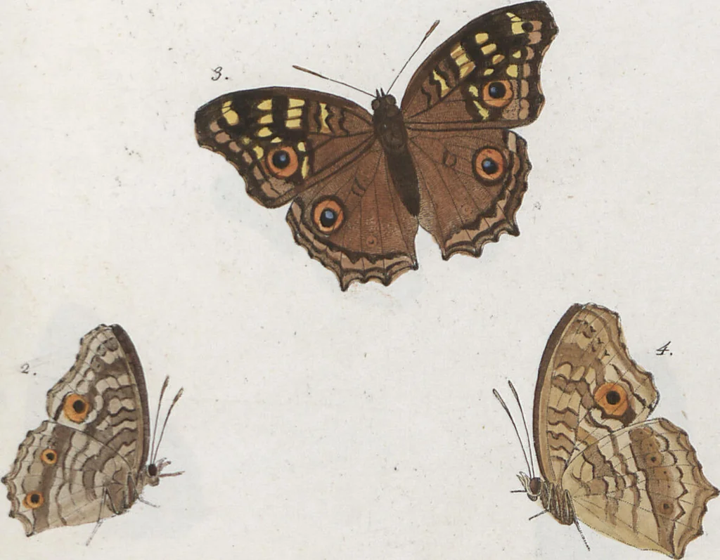 An illustration from (Band 1), 1806, leaf 56