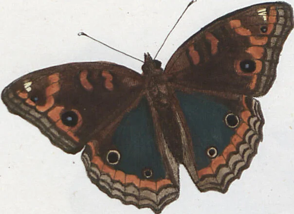An illustration from (Band 1), 1806, leaf 57
