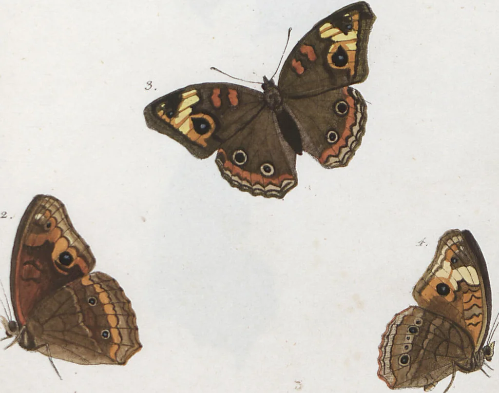 An illustration from (Band 1), 1806, leaf 57