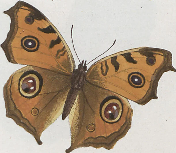 An illustration from (Band 1), 1806, leaf 58
