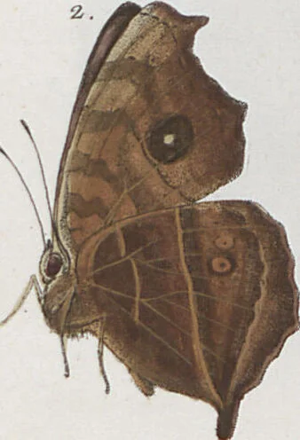 An illustration from (Band 1), 1806, leaf 58