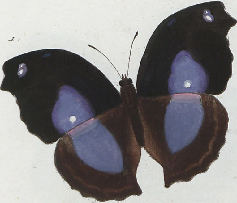 An illustration from (Band 1), 1806, leaf 59