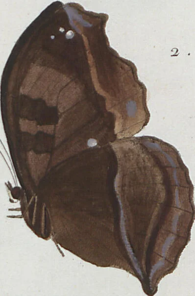 An illustration from (Band 1), 1806, leaf 59