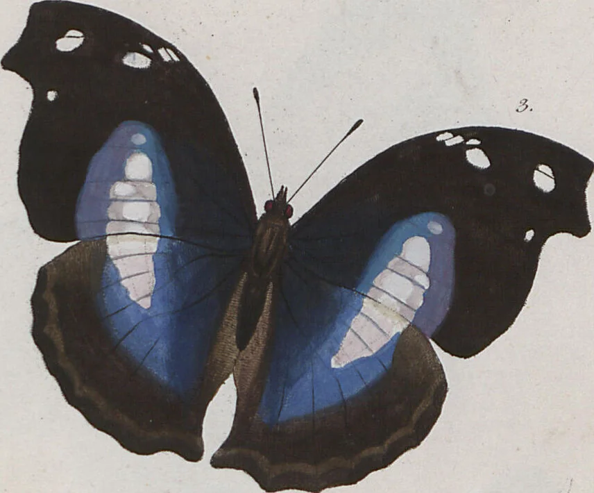 An illustration from (Band 1), 1806, leaf 60