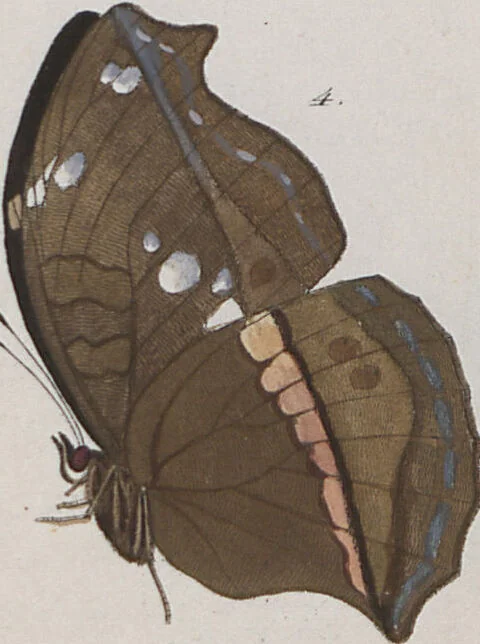 An illustration from (Band 1), 1806, leaf 60