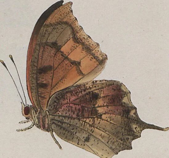 An illustration from (Band 1), 1806, leaf 62