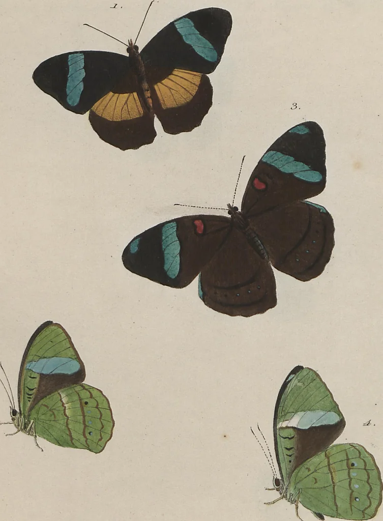 An illustration from (Band 1), 1806, leaf 64