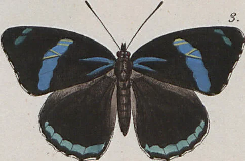 An illustration from (Band 1), 1806, leaf 65