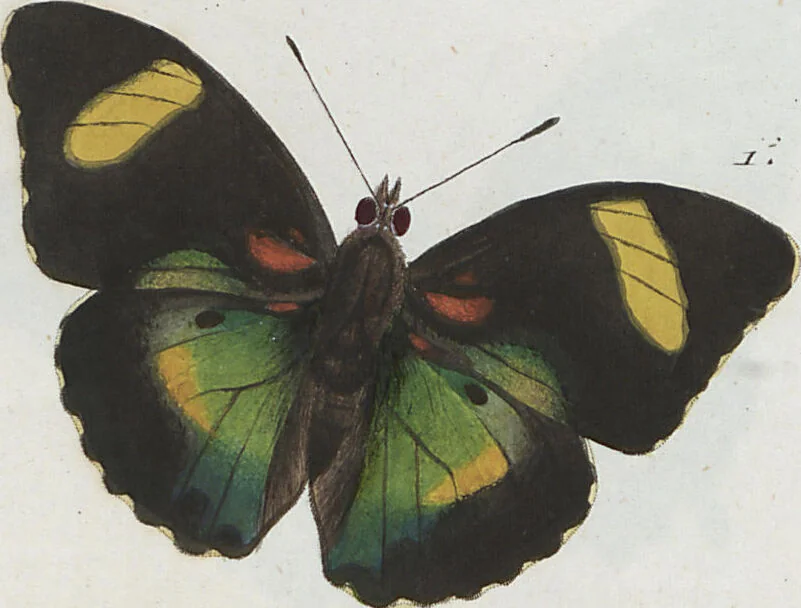 An illustration from (Band 1), 1806, leaf 66