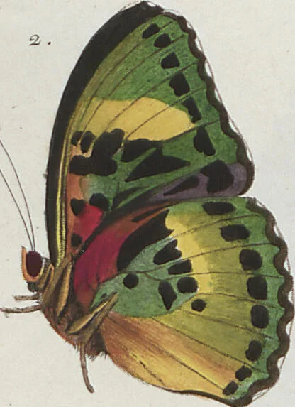 An illustration from (Band 1), 1806, leaf 66