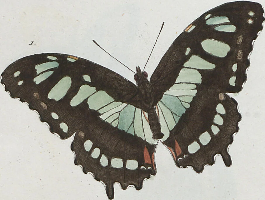 An illustration from (Band 1), 1806, leaf 67