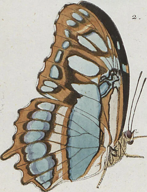 An illustration from (Band 1), 1806, leaf 67