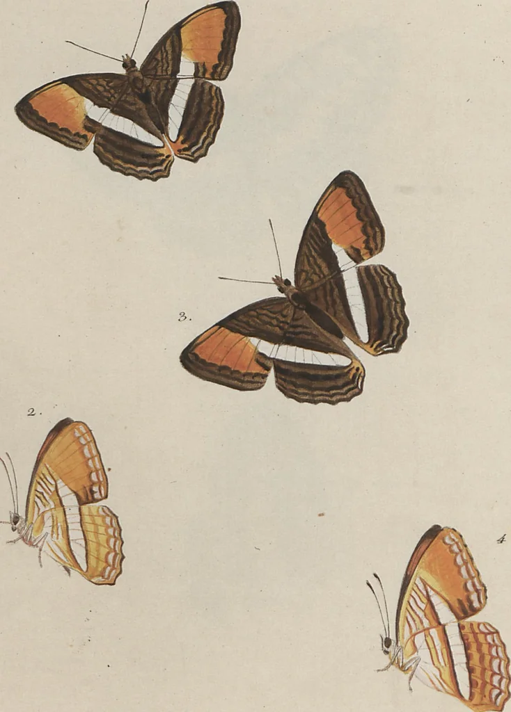 An illustration from (Band 1), 1806, leaf 68
