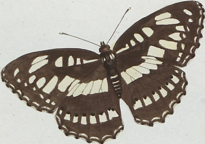 An illustration from (Band 1), 1806, leaf 69