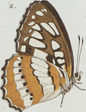 An illustration from (Band 1), 1806, leaf 69