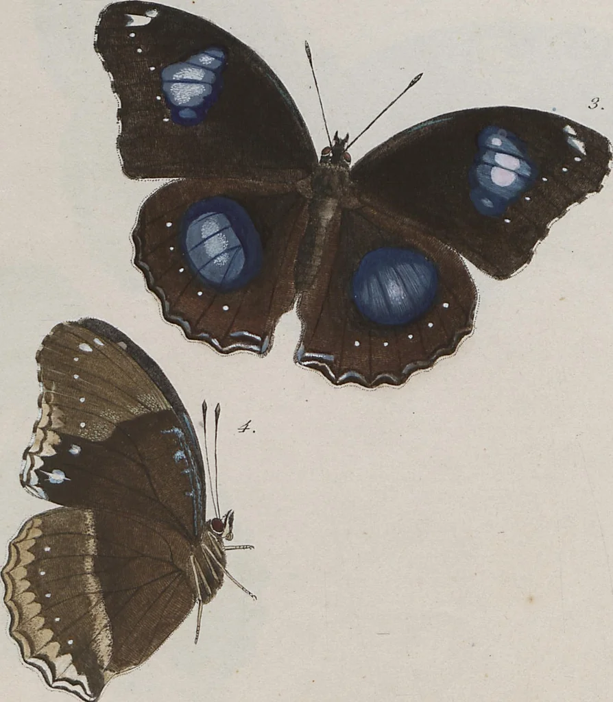 An illustration from (Band 1), 1806, leaf 70