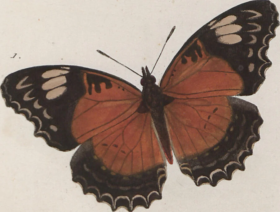 An illustration from (Band 1), 1806, leaf 72