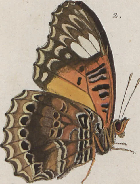 An illustration from (Band 1), 1806, leaf 72