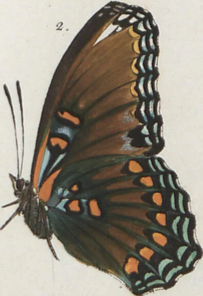 An illustration from (Band 1), 1806, leaf 73