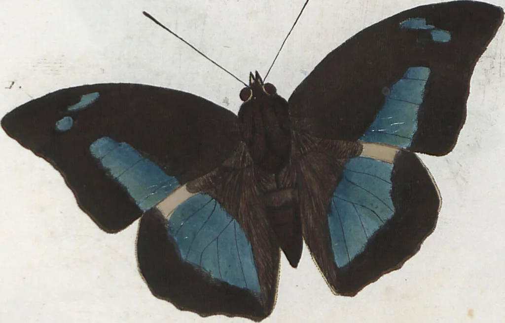 An illustration from (Band 1), 1806, leaf 75