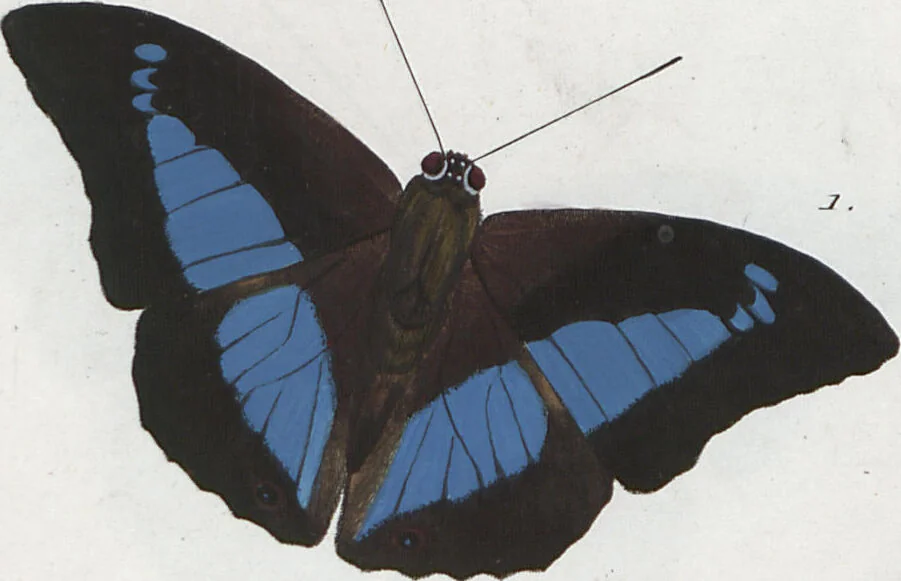 An illustration from (Band 1), 1806, leaf 76