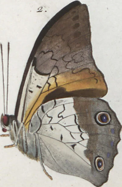 An illustration from (Band 1), 1806, leaf 76
