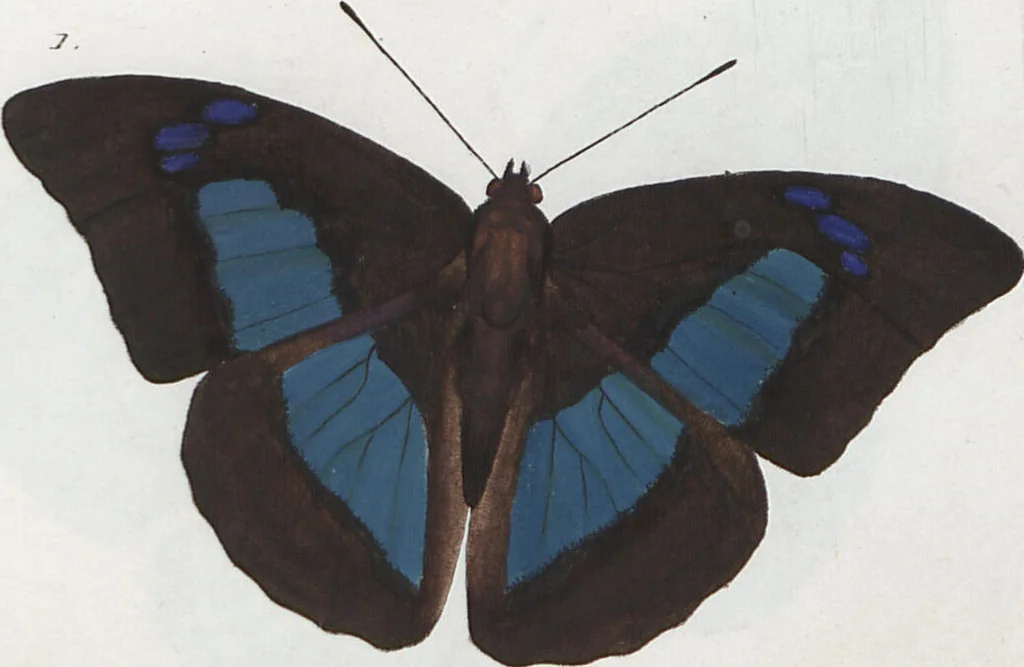 An illustration from (Band 1), 1806, leaf 77