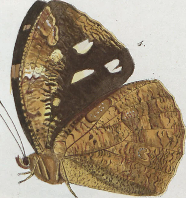 An illustration from (Band 1), 1806, leaf 78