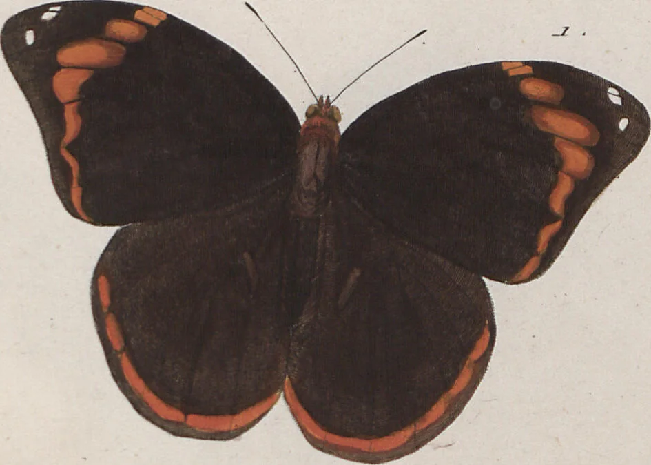 An illustration from (Band 1), 1806, leaf 79