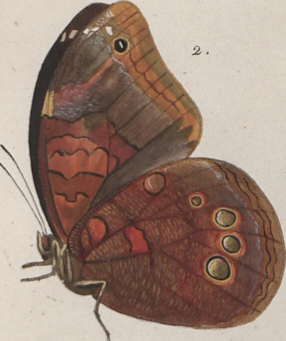 An illustration from (Band 1), 1806, leaf 79