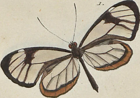 An illustration from (Band 1), 1806, leaf 8
